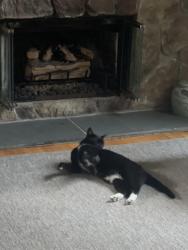 Lost Unknown Cat last seen Southampton Cove/Majors Path, Southampton, NY 11968