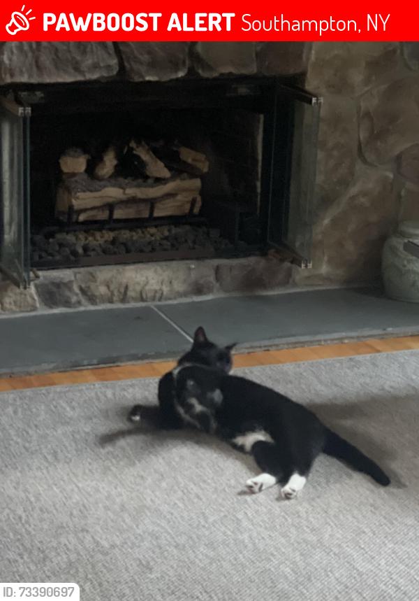 Lost Unknown Cat last seen Southampton Cove/Majors Path, Southampton, NY 11968
