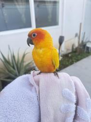 Lost Female Bird last seen Parque Bristow 1466 s McDonnell ave, commerce, Commerce, CA 90040