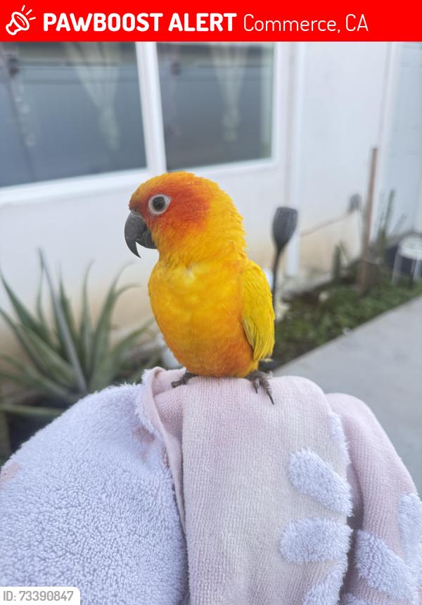 Lost Female Bird last seen Parque Bristow 1466 s McDonnell ave, commerce, Commerce, CA 90040