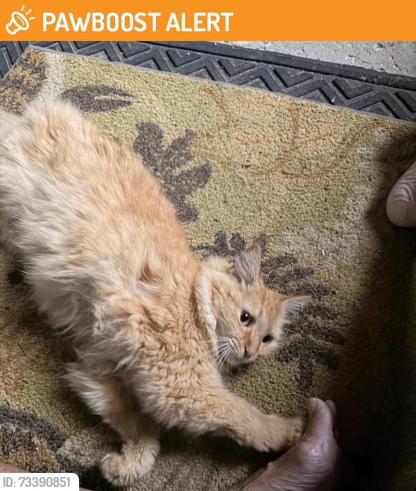 Found/Stray Female Cat last seen Across from Heritsge Glen golf course, Van Buren County, MI 49079