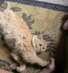 Found/Stray Female Cat last seen Across from Heritsge Glen golf course, Van Buren County, MI 49079