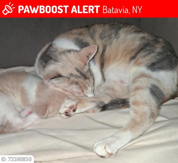 Lost Female Cat last seen Batavia, Batavia, NY 14020