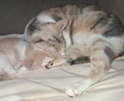 Lost Female Cat last seen Batavia, Batavia, NY 14020