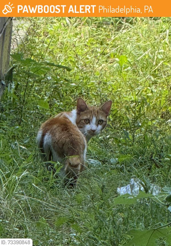 Found/Stray Unknown Cat last seen In a gated off alley on 24th St across from Kimball St, Philadelphia, PA 19146