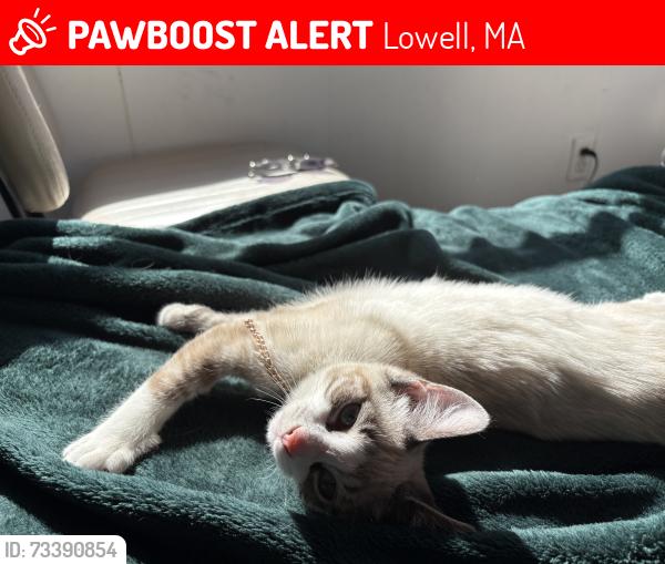 Lost Female Cat last seen Near bridge street Lowell ma, Lowell, MA 01850
