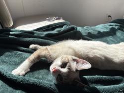 Lost Female Cat last seen Near bridge street Lowell ma, Lowell, MA 01850
