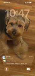 Lost Male Dog last seen St. Clair, Cleveland, OH 44108
