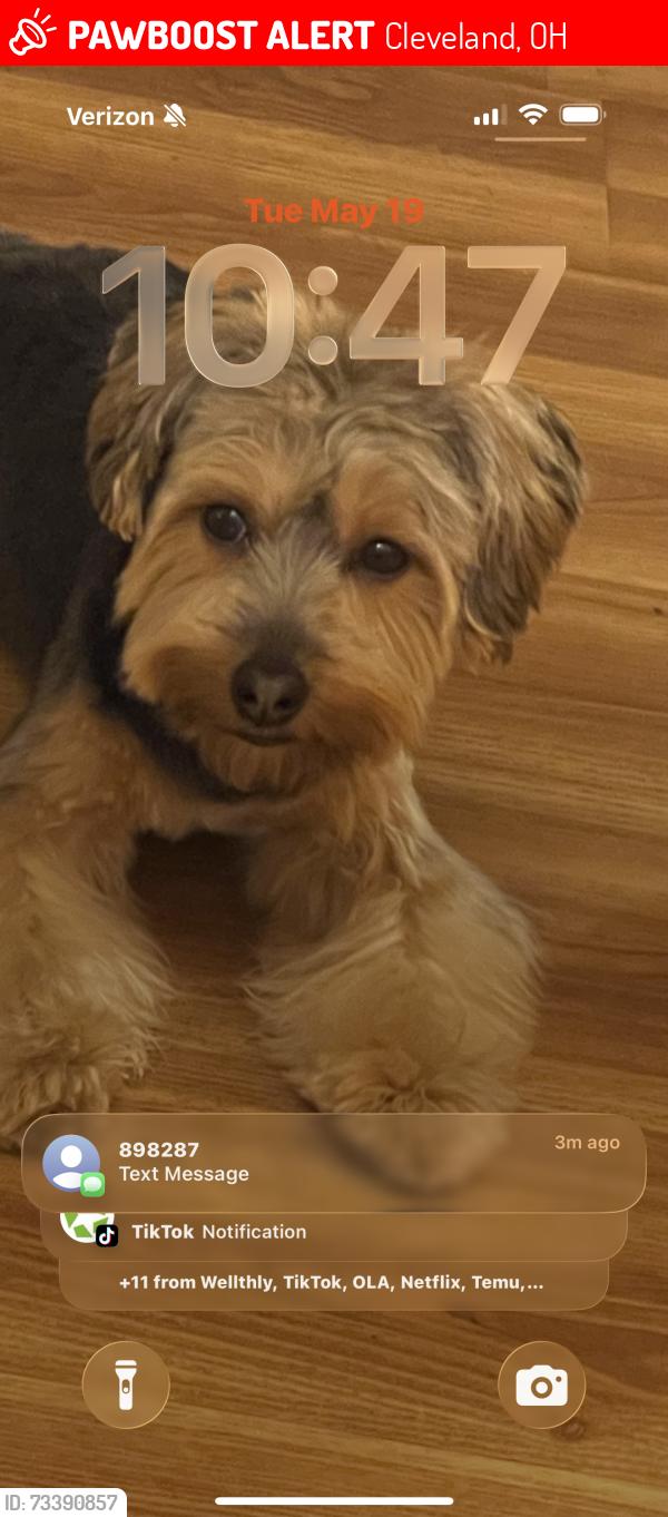 Lost Male Dog last seen St. Clair, Cleveland, OH 44108