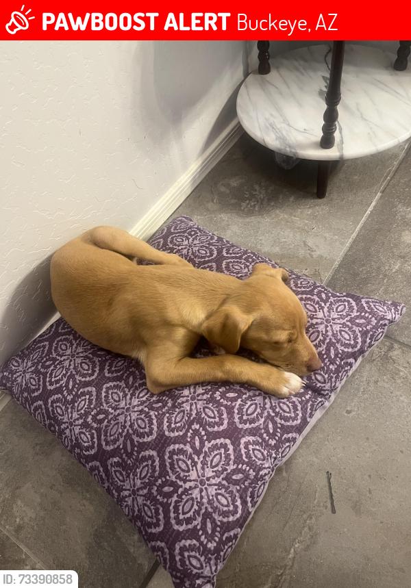 Lost Male Dog last seen Miller rd, Buckeye, AZ 85326