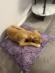 Lost Male Dog last seen Miller rd, Buckeye, AZ 85326