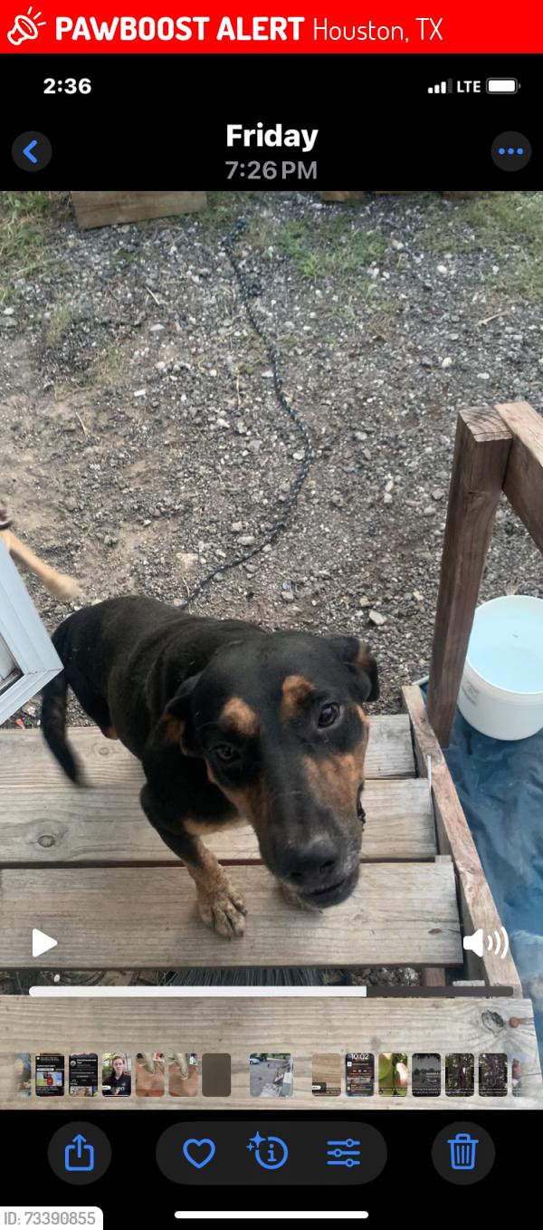 Lost Male Dog last seen By 99 hwy, Houston, TX 77007