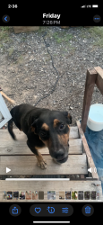 Lost Male Dog last seen By 99 hwy, Houston, TX 77007