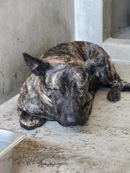 Shelter Stray Female Dog last seen H X MAGNOLIA, 333 Chandler Pl, San Bernardino, CA 92408, USA