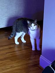 Reunited Male Cat last seen Star above Lindale area, Rome, GA 30161