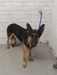 Shelter Stray Male Dog last seen Near BLOCK N 7TH ST, 333 Chandler Pl, San Bernardino, CA 92408, USA