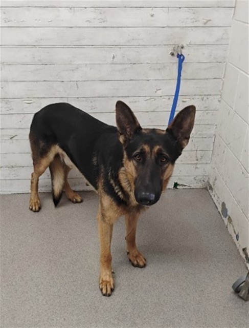 Shelter Stray Male Dog last seen Near BLOCK N 7TH ST, 333 Chandler Pl, San Bernardino, CA 92408, USA