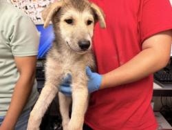 Shelter Stray Male Dog last seen FOOTHILL BLVD X EUCALYPTUS AVE, 333 Chandler Pl, San Bernardino, CA 92408, USA