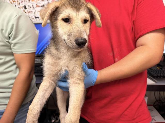 Shelter Stray Male Dog last seen FOOTHILL BLVD X EUCALYPTUS AVE, 333 Chandler Pl, San Bernardino, CA 92408, USA