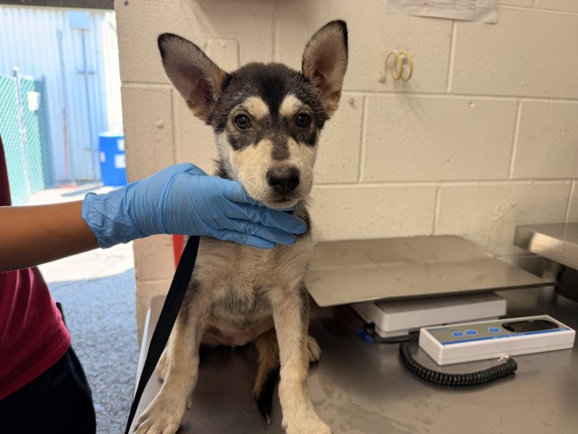 Shelter Stray Female Dog last seen FOOTHILL BLVD X EUCALYPTUS AVE, 333 Chandler Pl, San Bernardino, CA 92408, USA