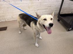Shelter Stray Female Dog last seen FOOTHILL BLVD X EUCALYPTUS AVE, 333 Chandler Pl, San Bernardino, CA 92408, USA