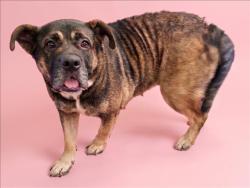 Shelter Stray Female Dog last seen , 1850 W 60th St, Los Angeles, CA 90047, USA