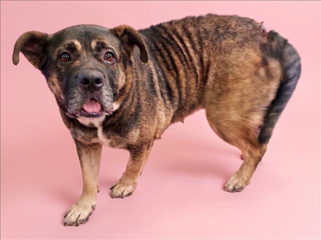 Shelter Stray Female Dog last seen , 1850 W 60th St, Los Angeles, CA 90047, USA