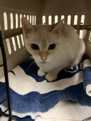 Shelter Stray Female Cat last seen Near BLOCK BLCK MARTIN LUTHER KING JR AVE, LONG BEACH, CA 90813, 7700 E Spring St, Long Beach, CA 90815, USA