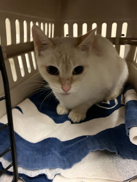 Shelter Stray Female Cat last seen Near BLOCK BLCK MARTIN LUTHER KING JR AVE, LONG BEACH, CA 90813, 7700 E Spring St, Long Beach, CA 90815, USA
