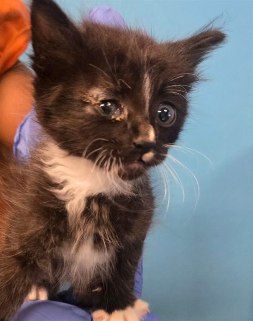 Shelter Stray Male Cat last seen REAL RD/ STOCKDALE HWY BAKERSFIELD, 201 S Mt Vernon Ave, Bakersfield, CA 93307, USA