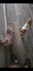 Reunited Female Dog last seen Tatemstown /Indian river, Chesapeake, VA 23325
