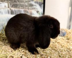 Shelter Stray Female Other last seen CHARLOTTE, 8315 Byrum Dr, Charlotte, NC 28217, USA