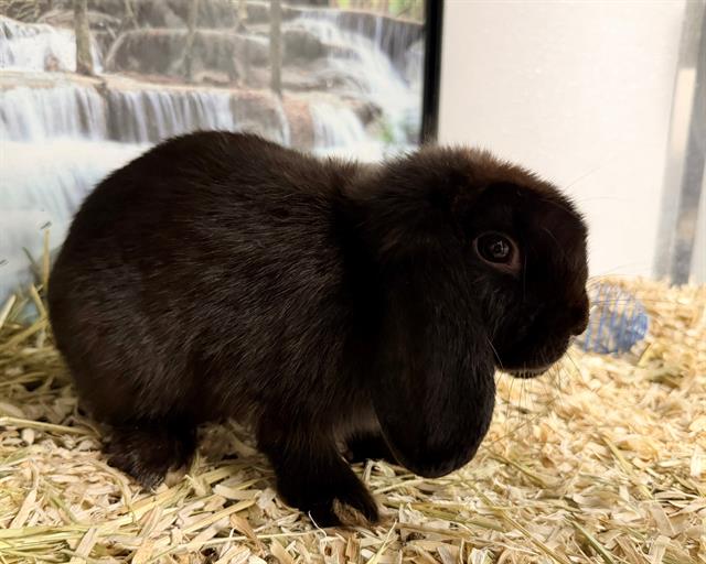 Shelter Stray Female Other last seen CHARLOTTE, 8315 Byrum Dr, Charlotte, NC 28217, USA