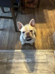 Lost Male Dog last seen Ming and union, Bakersfield, CA 93301