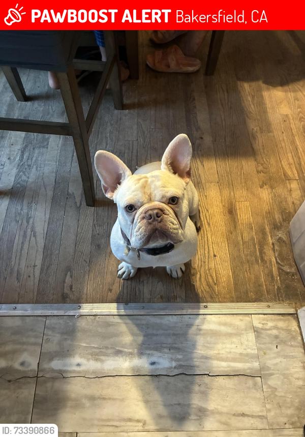 Lost Male Dog last seen Ming and union, Bakersfield, CA 93301