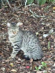 Found/Stray Unknown Cat last seen Lee Kirkland Cemetery, Jacksonville Beach, FL 32250