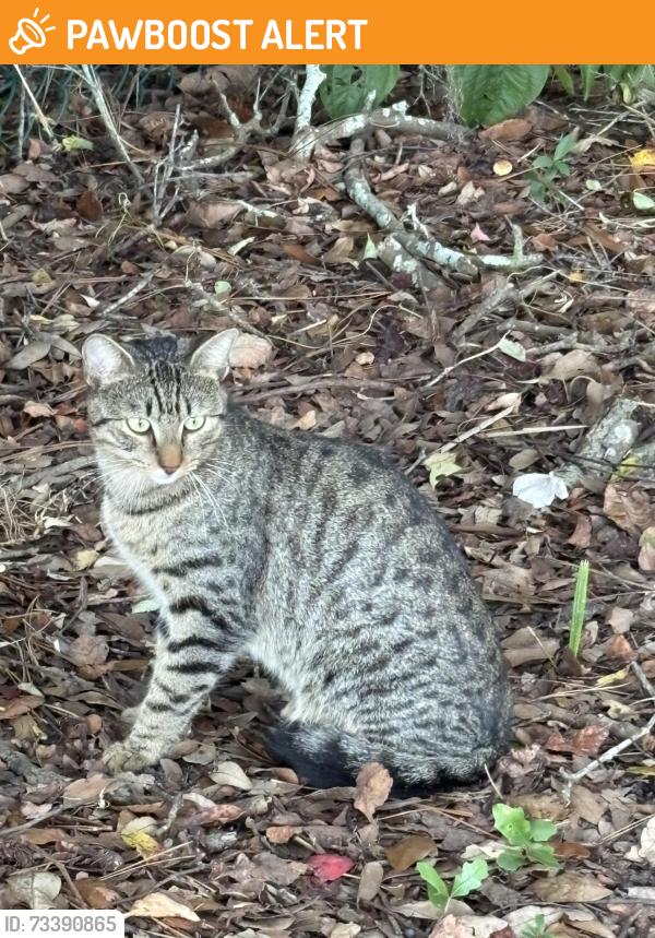 Found/Stray Unknown Cat last seen Lee Kirkland Cemetery, Jacksonville Beach, FL 32250