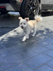 Reunited Male Dog last seen Snell Avenue, San Jose, CA 95123
