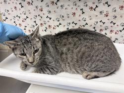 Shelter Stray Female Cat last seen Near BLOCK HOMELAND AVE, HOMELAND CA, 6851 Van Buren Boulevard, Jurupa Valley, CA 92509, USA
