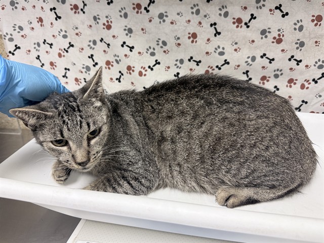 Shelter Stray Female Cat last seen Near BLOCK HOMELAND AVE, HOMELAND CA, 6851 Van Buren Boulevard, Jurupa Valley, CA 92509, USA