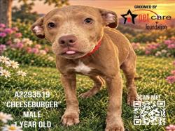 Shelter Stray Male Dog last seen , 3201 Lacy St, Los Angeles, CA 90031, USA
