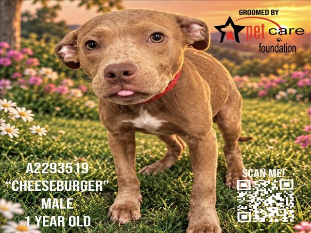 Shelter Stray Male Dog last seen , 3201 Lacy St, Los Angeles, CA 90031, USA