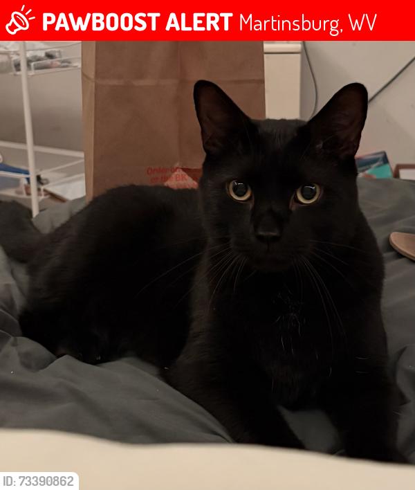 Lost Male Cat last seen Berry St, Martinsburg, WV 25401