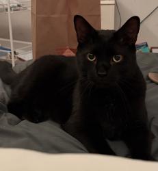 Lost Male Cat last seen Berry St, Martinsburg, WV 25401