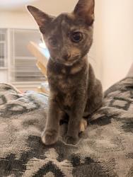 Lost Female Cat last seen West en av Elizabeth, nj, Elizabeth, NJ 07202