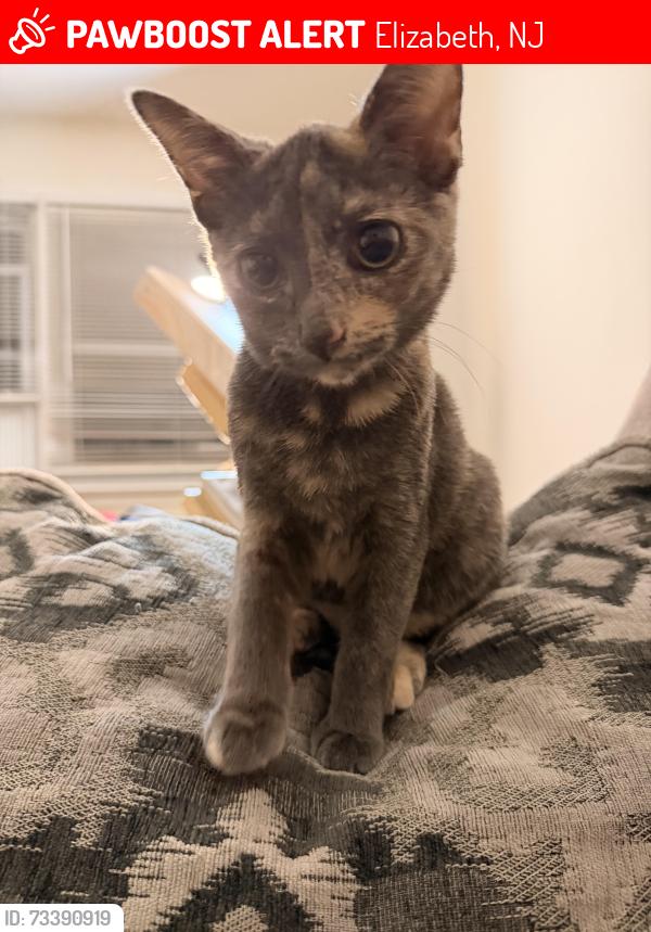 Lost Female Cat last seen West en av Elizabeth, nj, Elizabeth, NJ 07202
