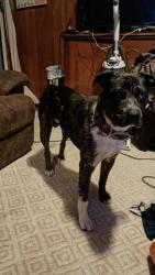 Lost Male Dog last seen Halls Hill and Twin Oaks, Murfreesboro, TN 37130
