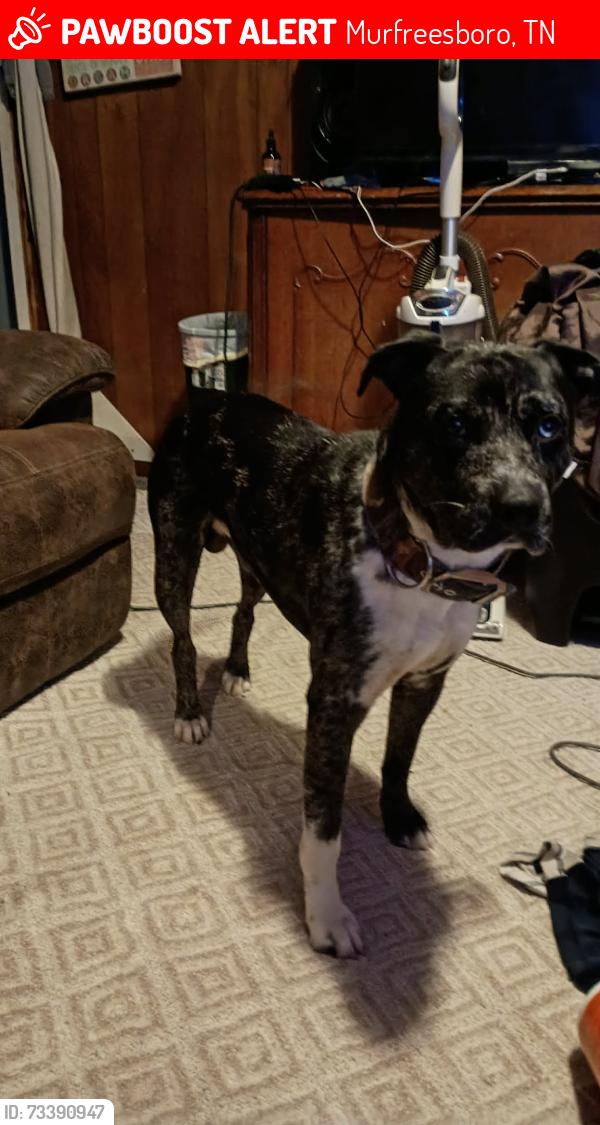 Lost Male Dog last seen Halls Hill and Twin Oaks, Murfreesboro, TN 37130