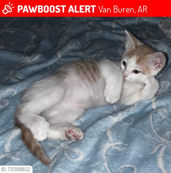 Lost Male Cat last seen South 22nd, Van Buren, AR 72956