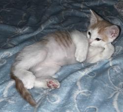 Lost Male Cat last seen South 22nd, Van Buren, AR 72956